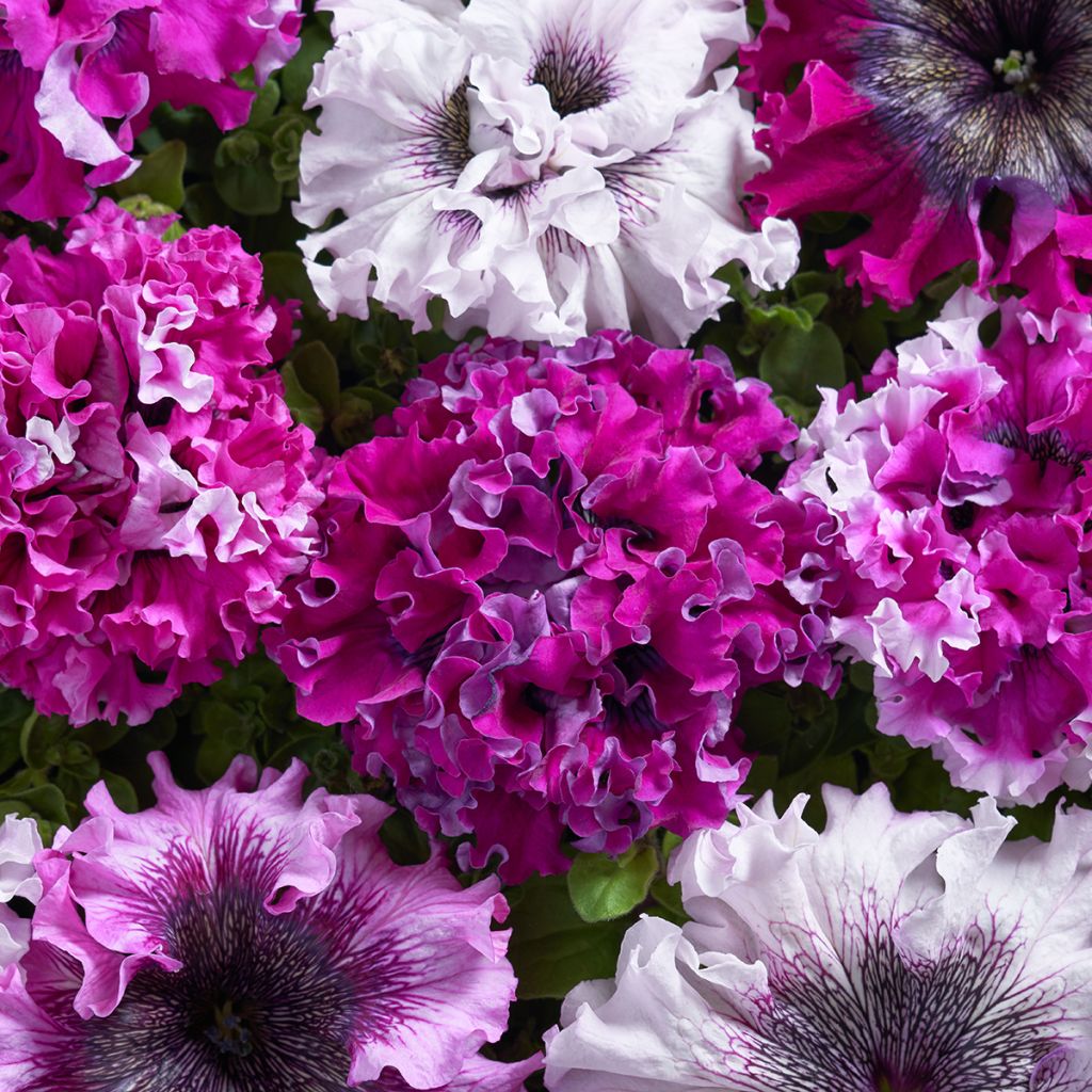 Graines de Pétunia grandiflora Superbissima Cerny's Triumph (graines enrobées)