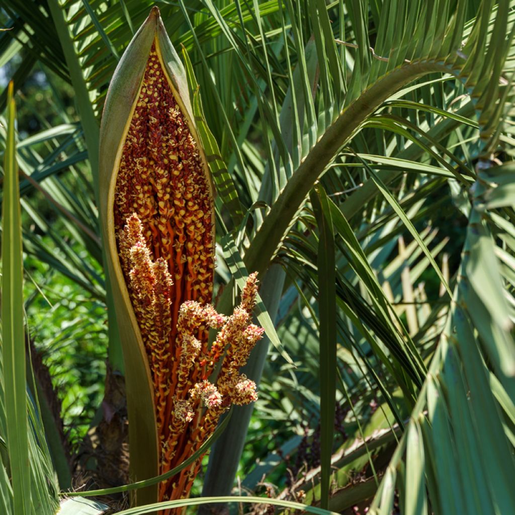 Graines de Palmier abricot - Butia capitata