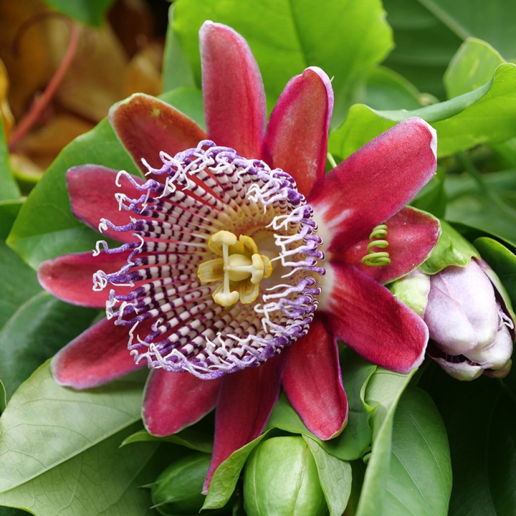 Graines de Fleur de la passion - Passiflora quadrangularis