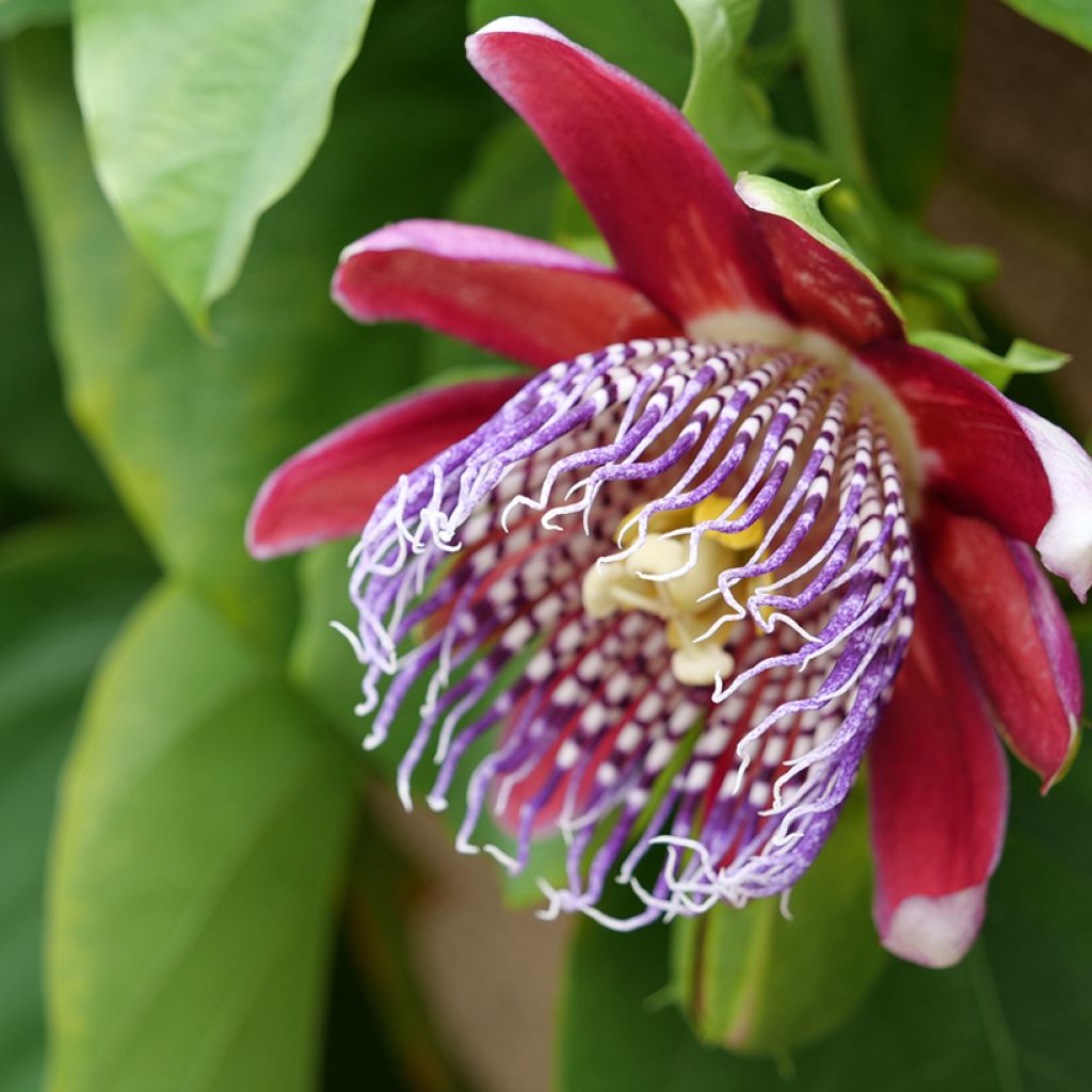 Graines de Fleur de la passion - Passiflora quadrangularis