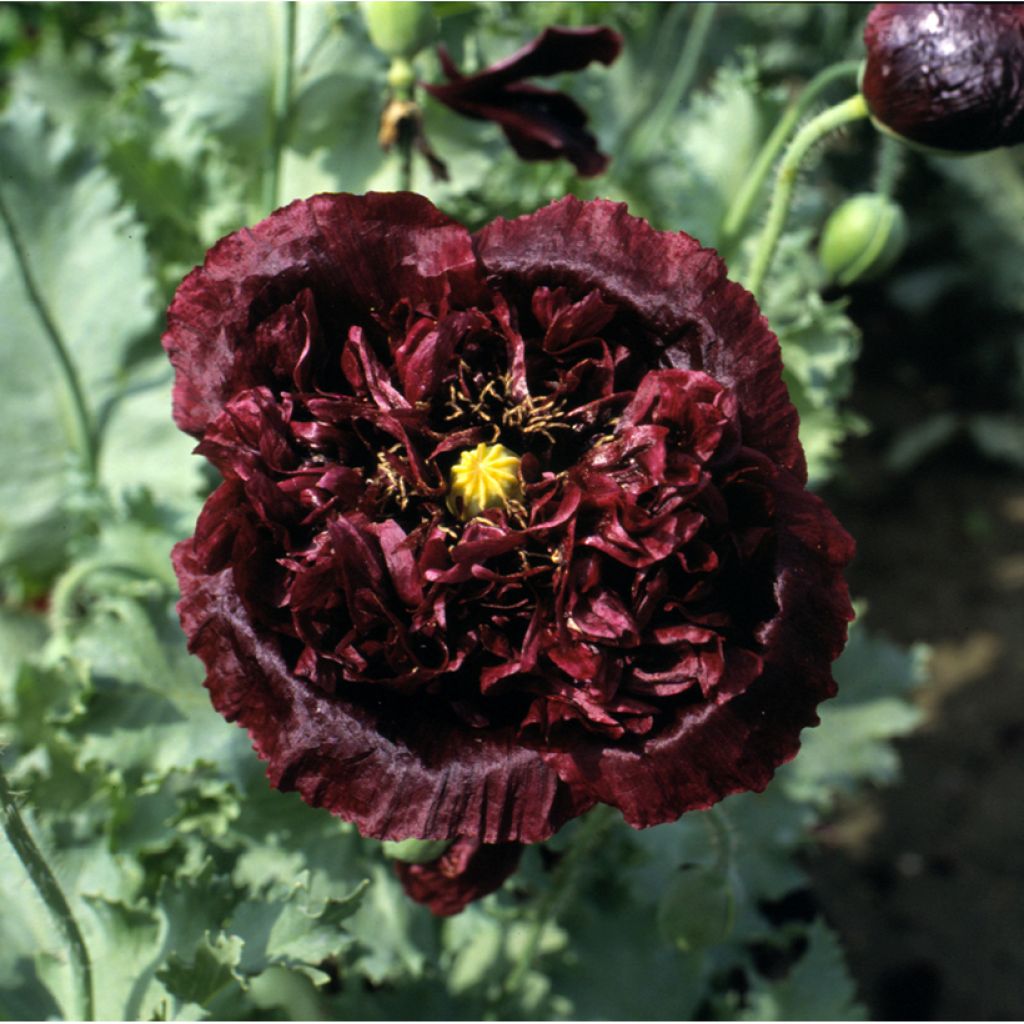 Graines de Pavot annuel Black Peony - Papaver somniferum