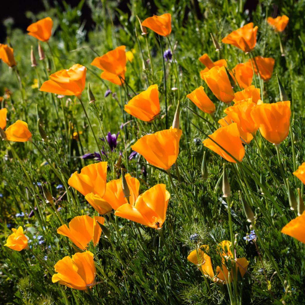 Graines de Pavot de Californie Orange King - Eschscholzia californica