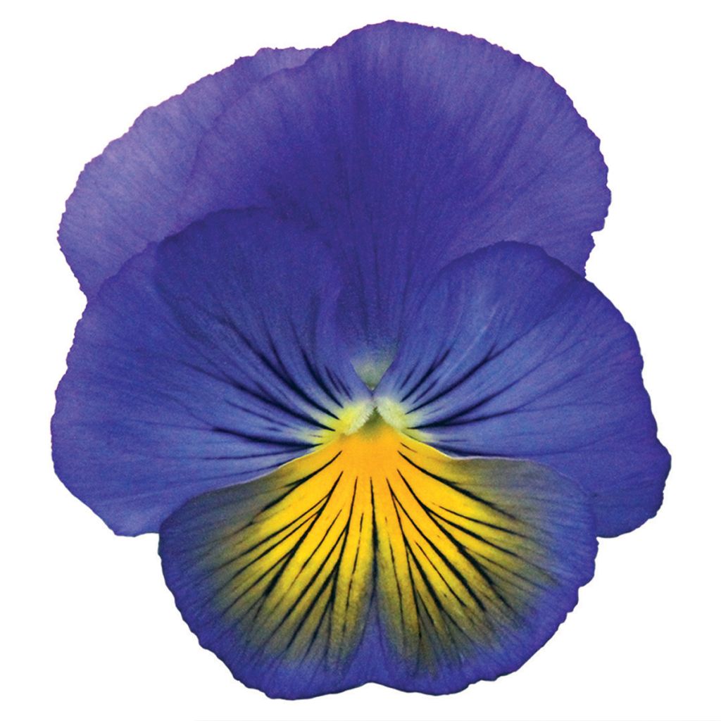 Graines de Pensée Cats Plus Blue and Yellow - Viola x wittrockiana