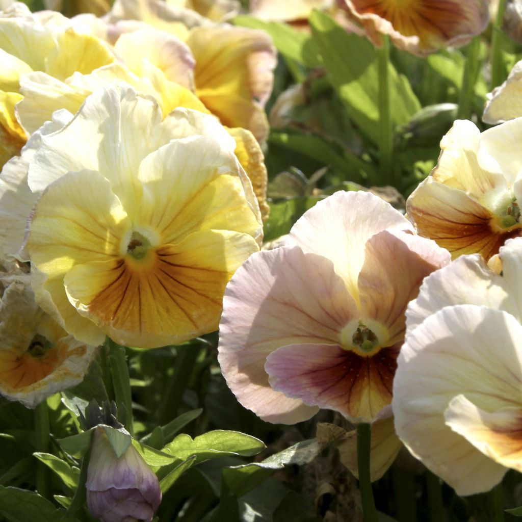 Graines de Pensée Inspire Peach Shades - Viola x wittrockiana