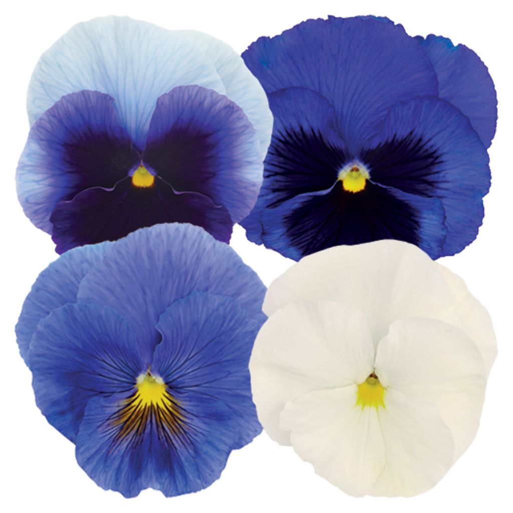 Graines de Pensée Inspire Plus Summer Skies Mix - Viola x wittrockiana