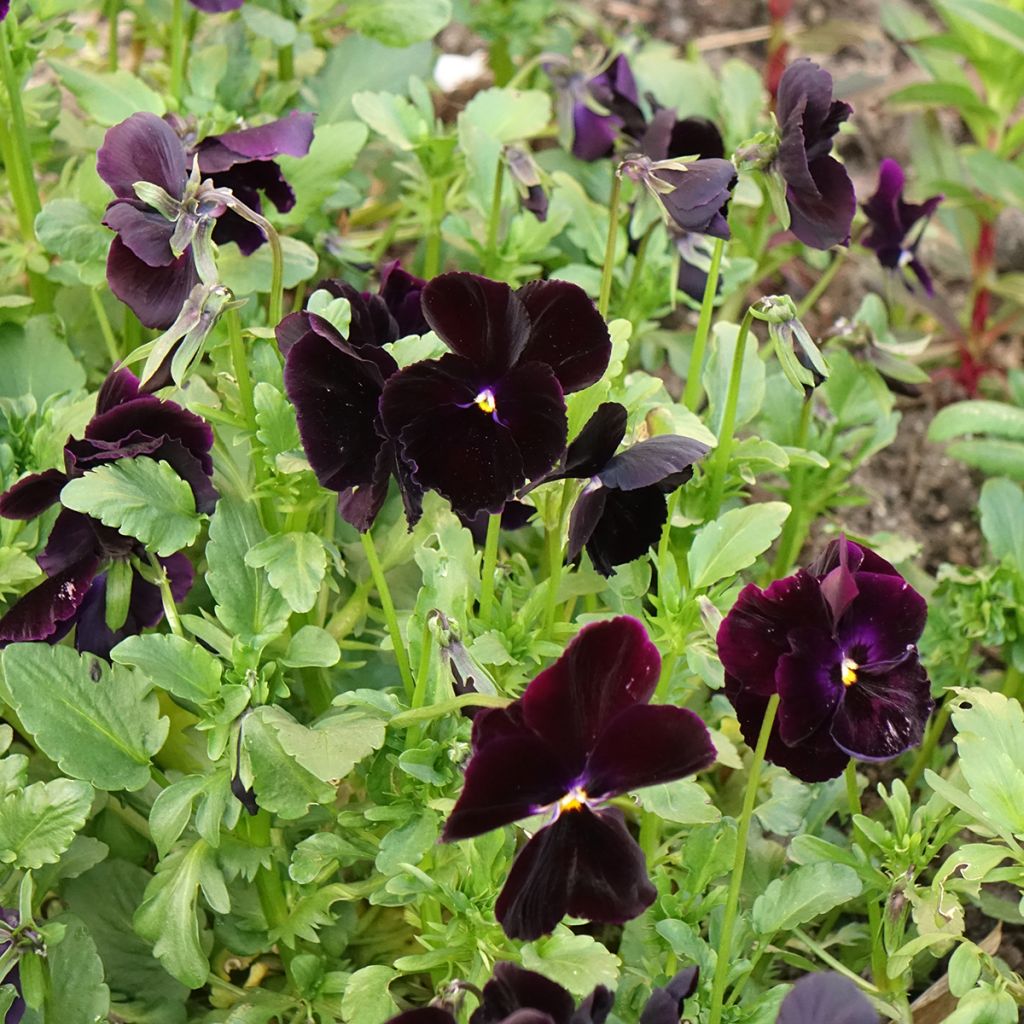 Graines de Pensée Black Cristal - Viola x wittrockiana