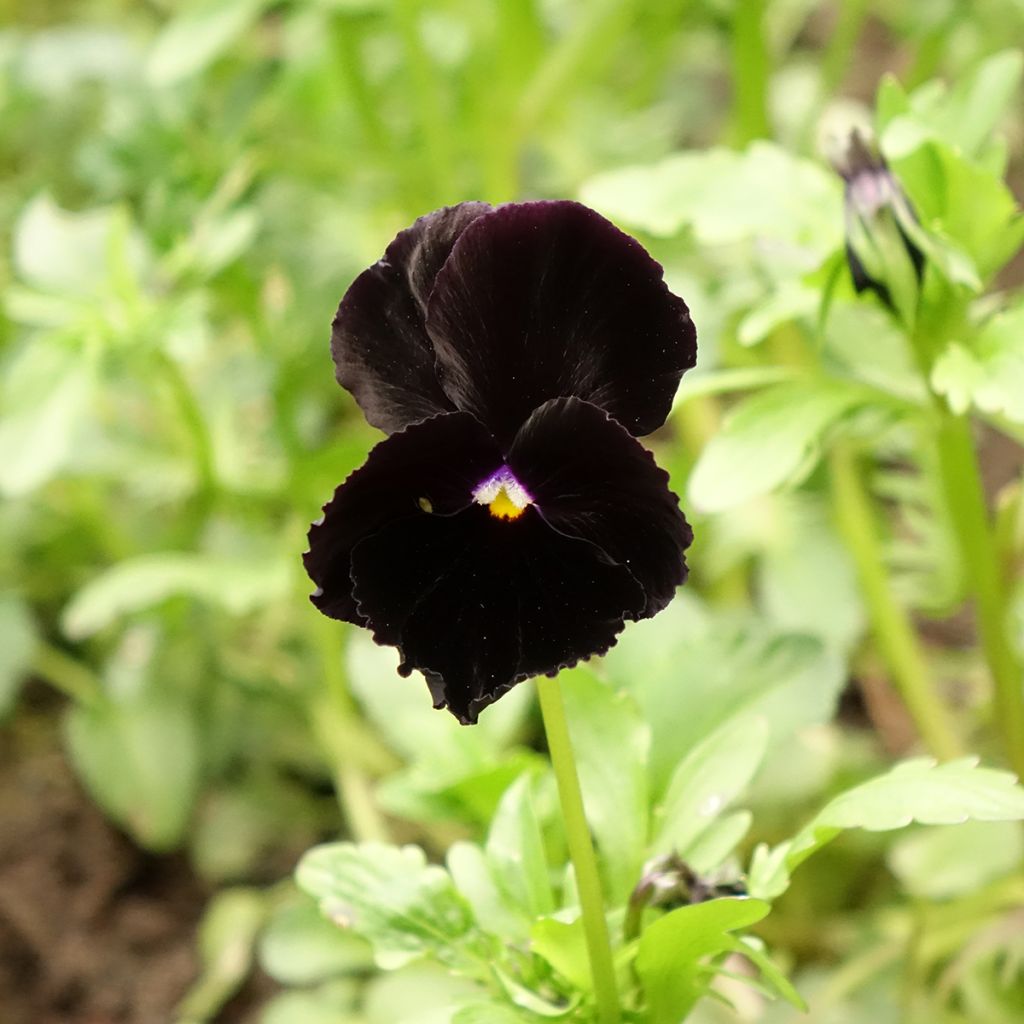 Graines de Pensée Black Cristal - Viola x wittrockiana