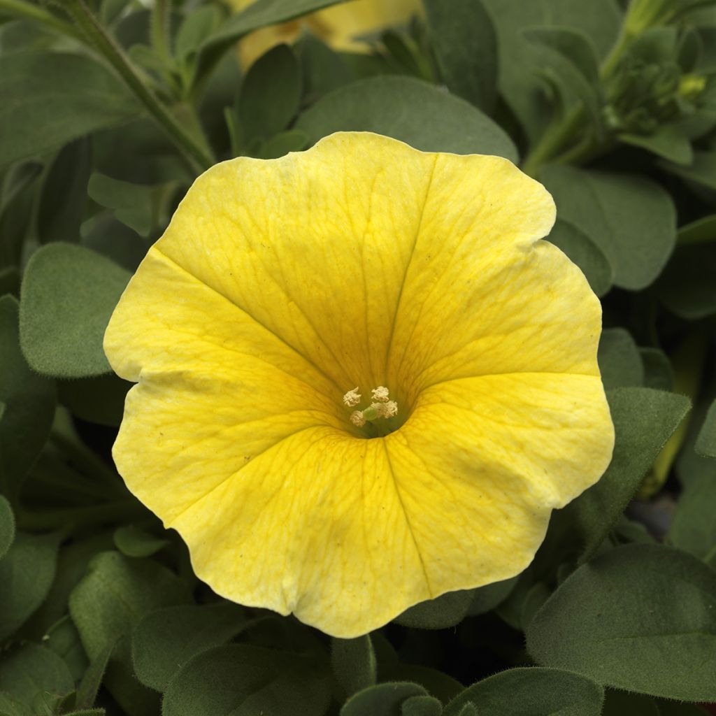 Graines de Petchoa Caliburst Yellow