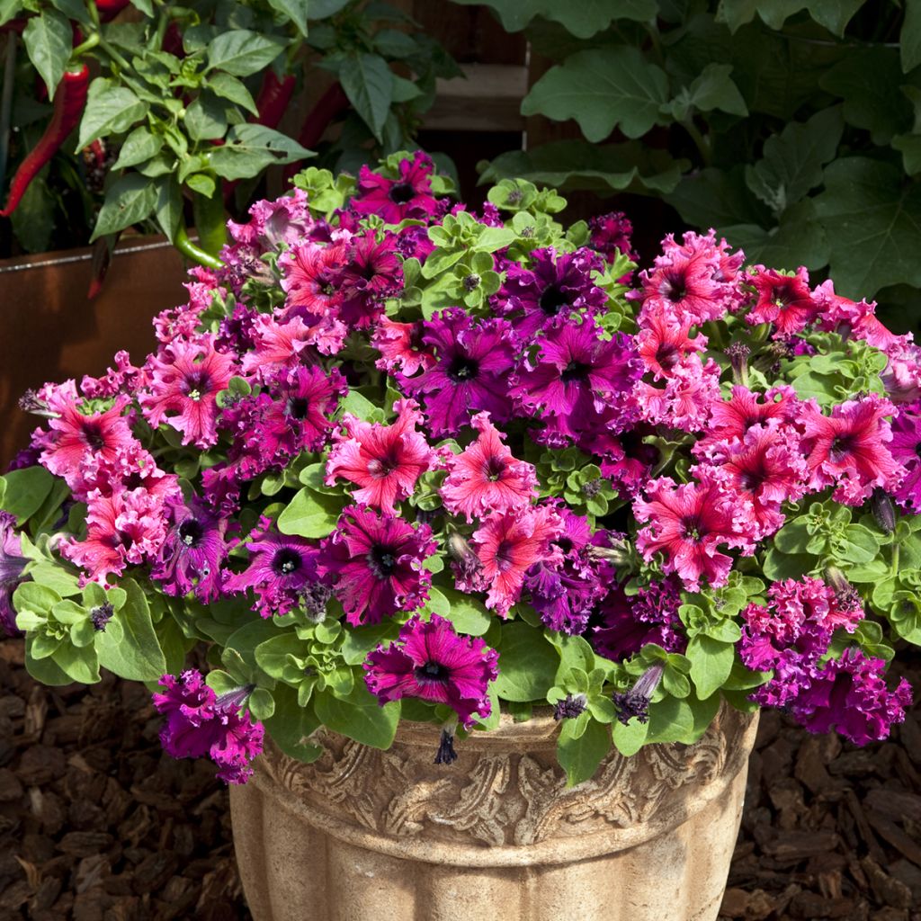 Graines de Pétunia nain Espresso Frappé Mix