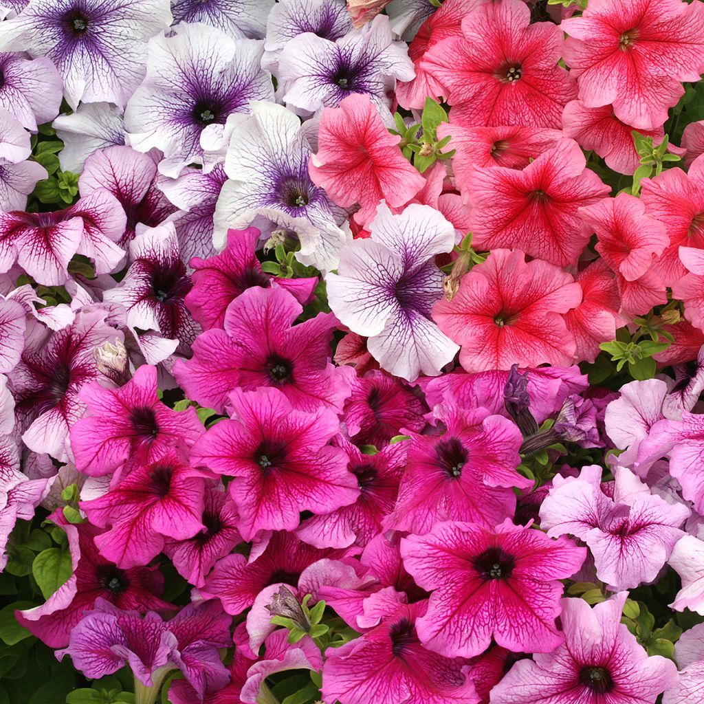 Graines de Pétunia nain Prism Sundae Mix