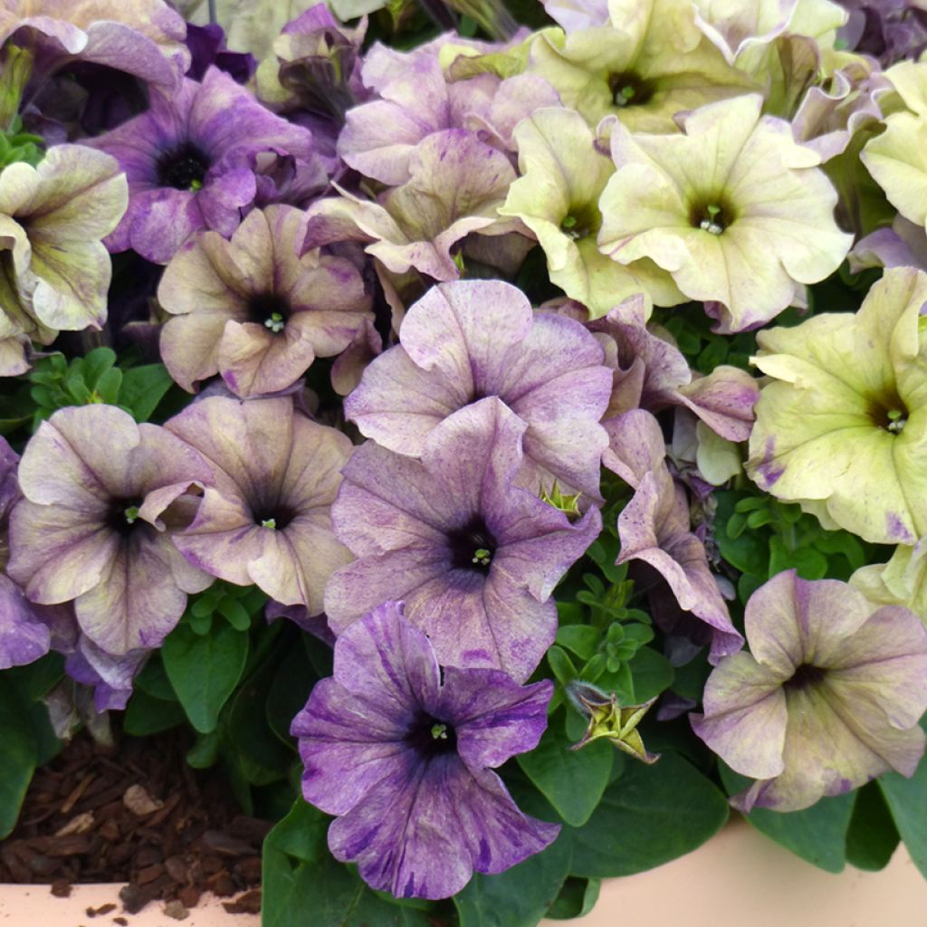 Graines de Pétunia nain Shake Blueberry (enrobées)