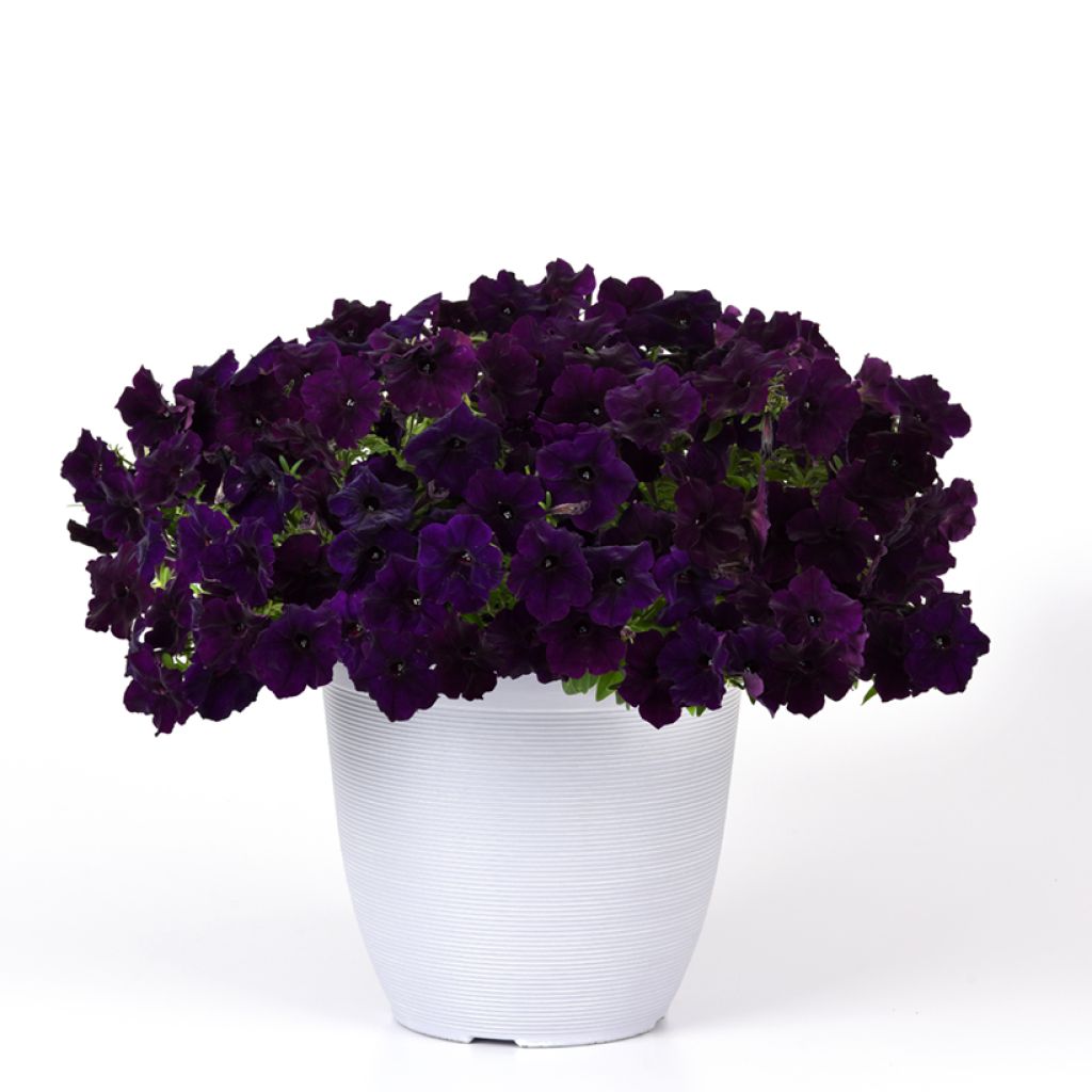 Graines de Pétunia retombant F1 Easy Wave Navy Velour (enrobées)