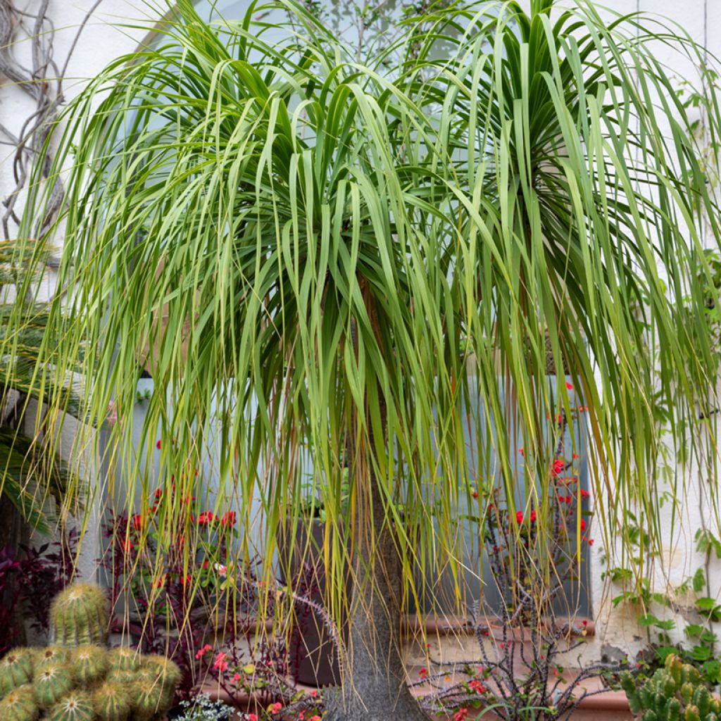 Graines de Pied d'éléphant - Beaucarnea recurvata