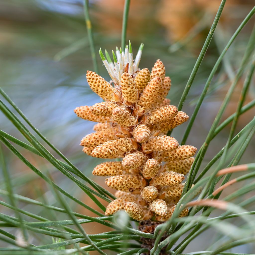 Graines de Pin parasol - Pinus pinea