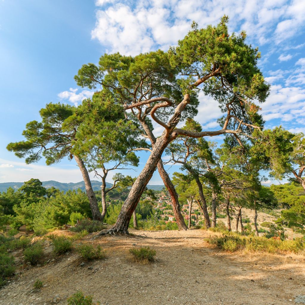Graines de Pin parasol - Pinus pinea