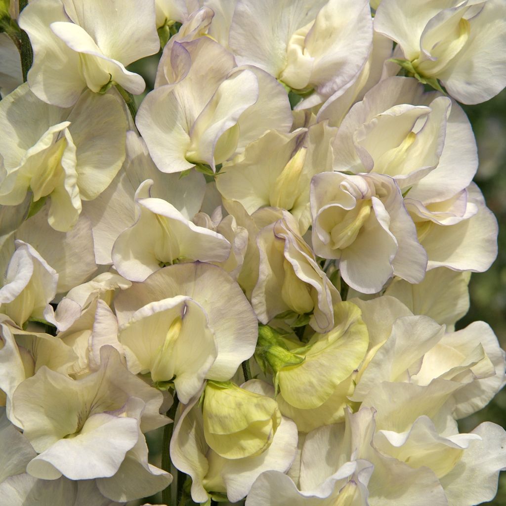 Graines de Pois de senteur Spencer Old Times - Lathyrus odoratus