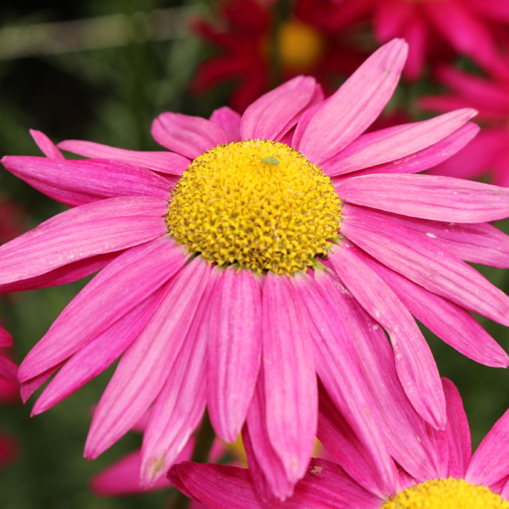 Graines de Pyrèthre Robinson's Giants en mélange - Chrysanthemum coccineum