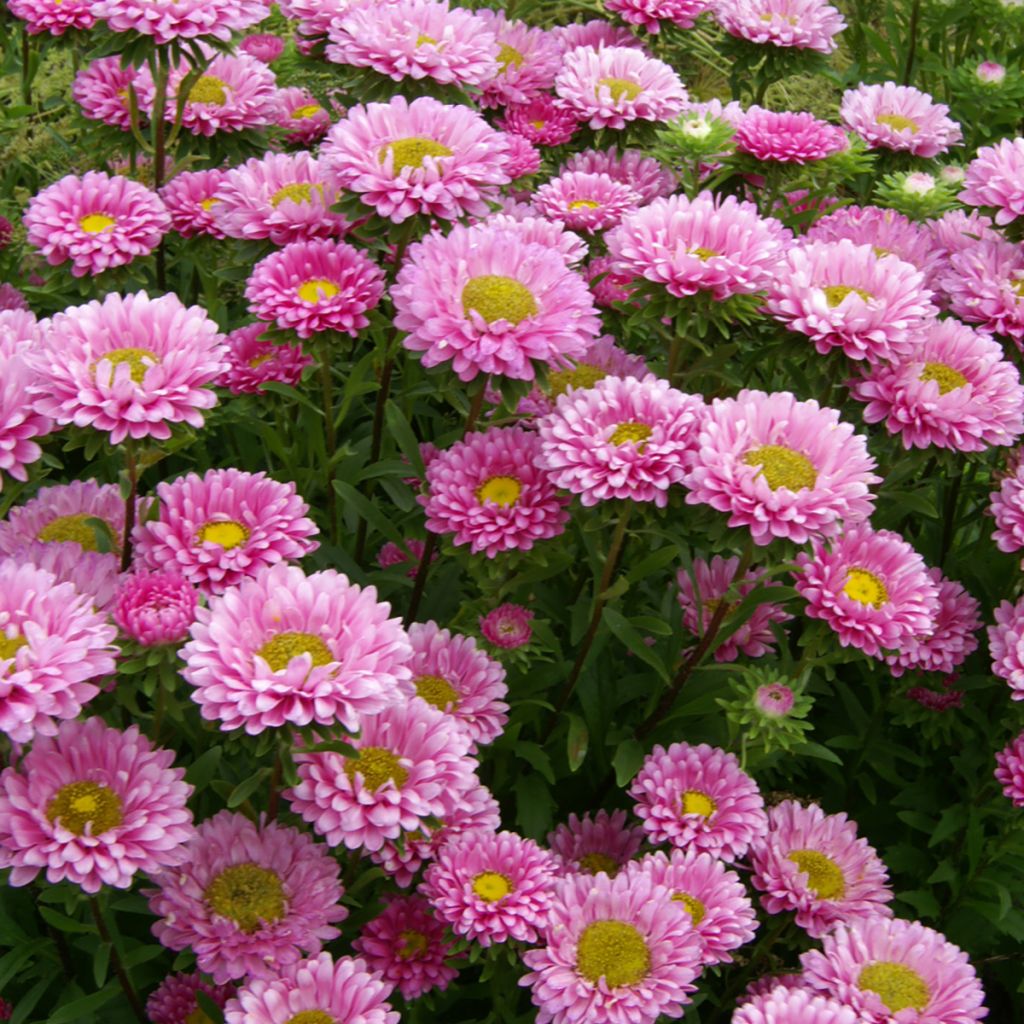 Graines de Reine-Marguerite Matsumoto Pink BIO - Callistephus chinensis