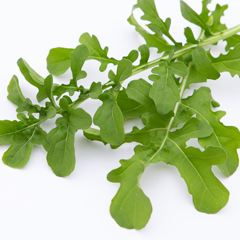 Roquette cultivée Esmée BIO