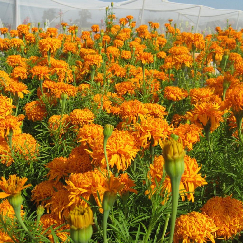 Graines de Rose d'Inde Fantastic Orange - Tagetes erecta