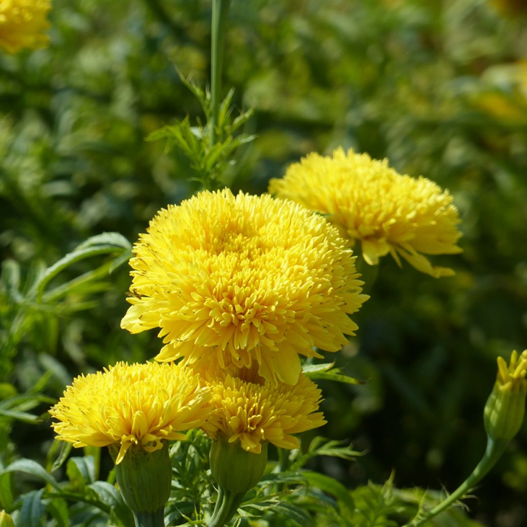 Graines de Rose d'Inde Fantastic Yellow - Tagetes erecta