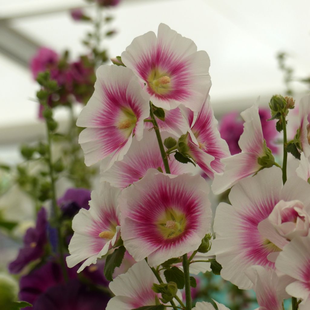 Graines de Rose trémière Halo Blush - Alcea rosea