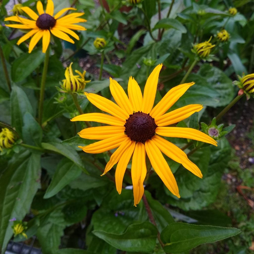 Graines de Rudbeckia Goldsturm - Rudbeckia fulgida var. sullivantii Goldsturm