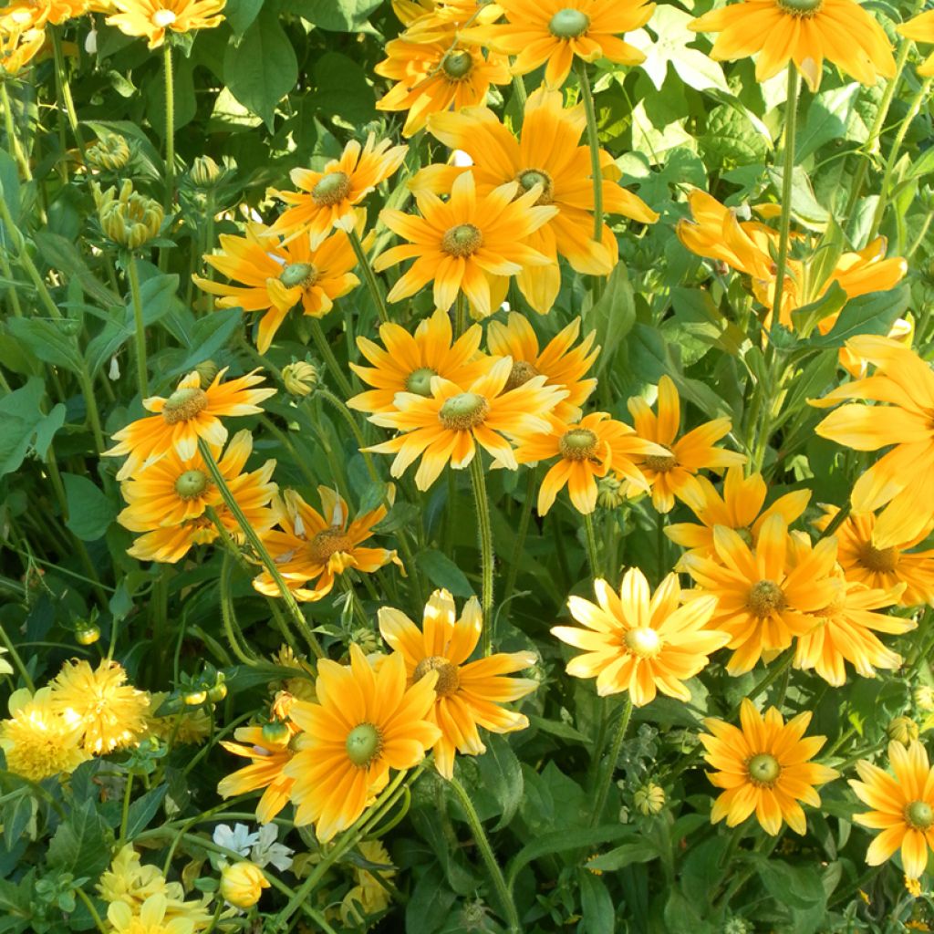 Graines de Rudbeckia Prairie Sun - Rudbeckia hirta