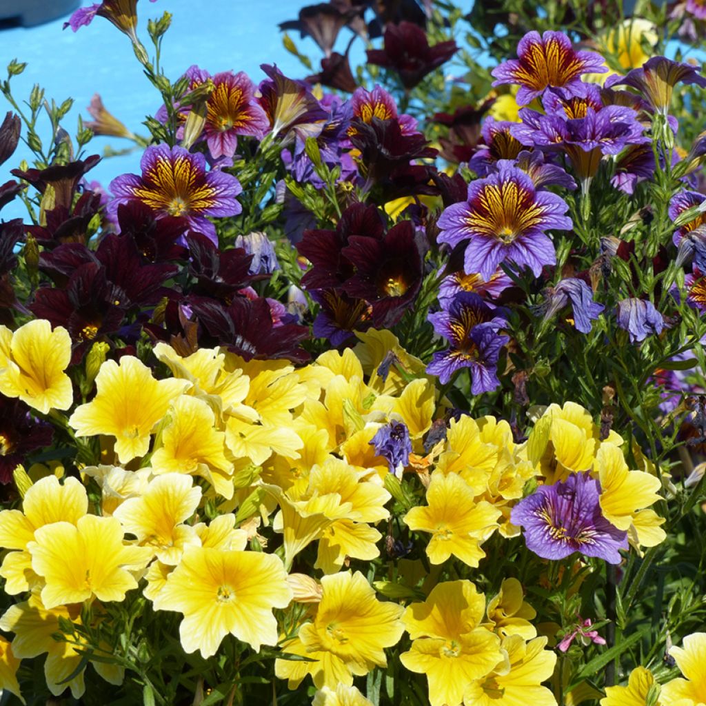 Graines de Salpiglossis sinuata Royale F1 Mix