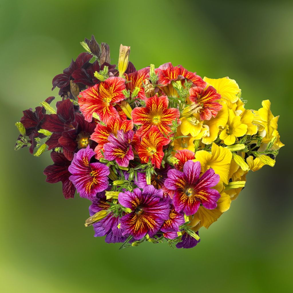 Graines de Salpiglossis sinuata Royale F1 Mix