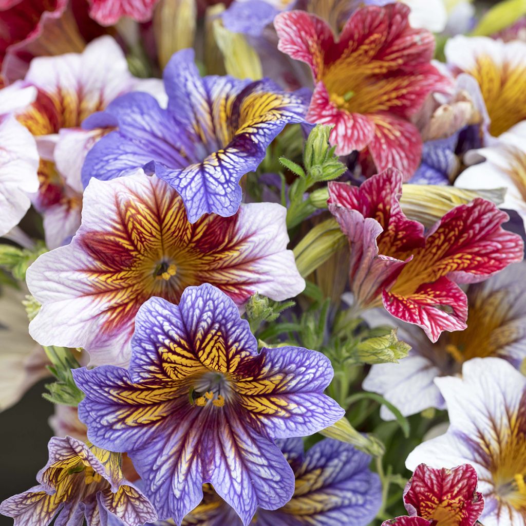 Graines de Salpiglossis sinuata Tora Staring Eyes (graines enrobées)