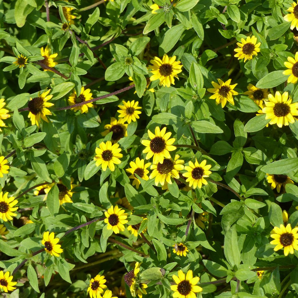 Graines de Sanvitalia Yellow