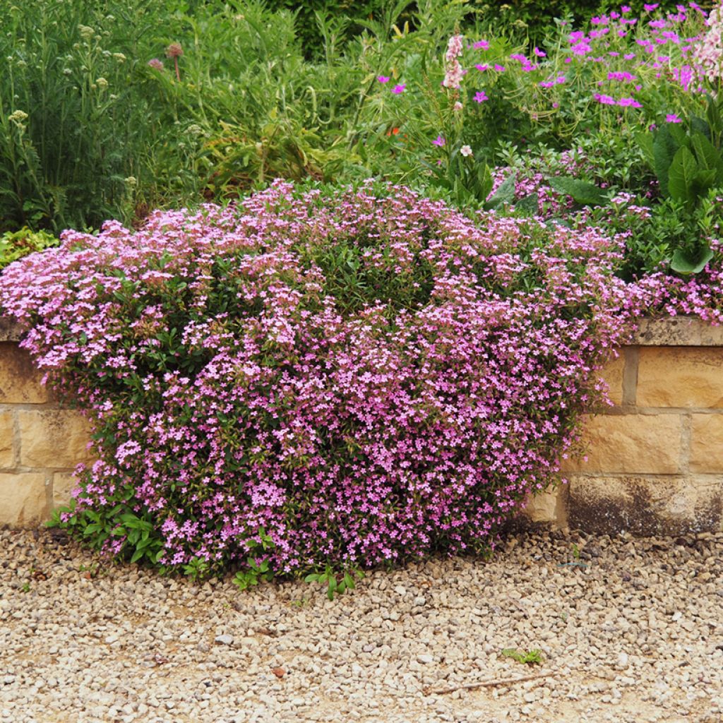 Graines de Saponaire de Montpellier - Saponaria ocymoides