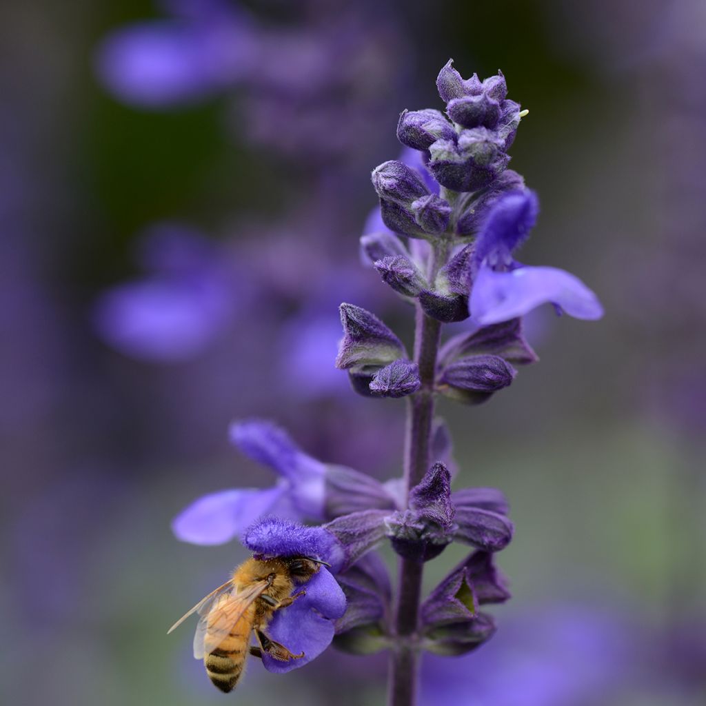 Graines de Sauge Big Blue