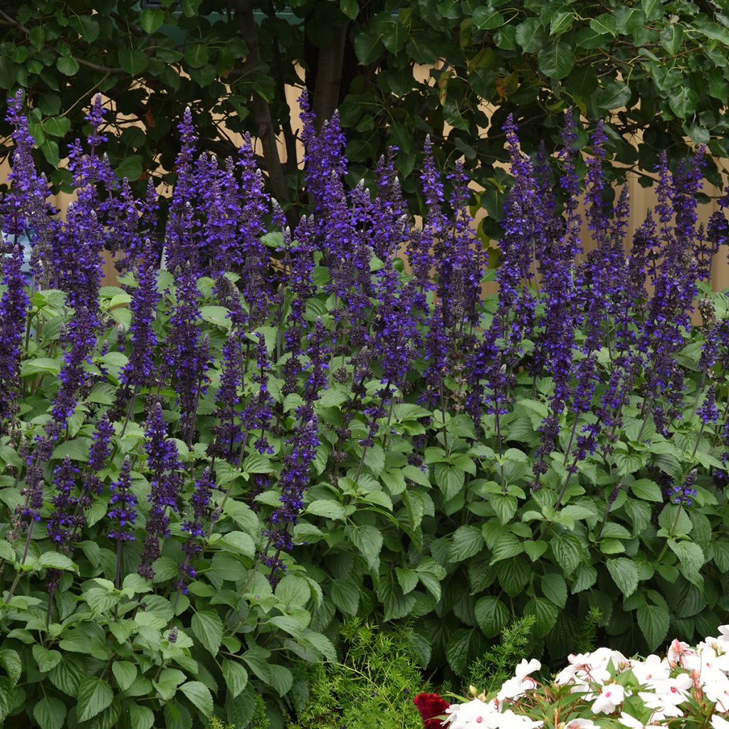 Graines de Sauge Big Blue