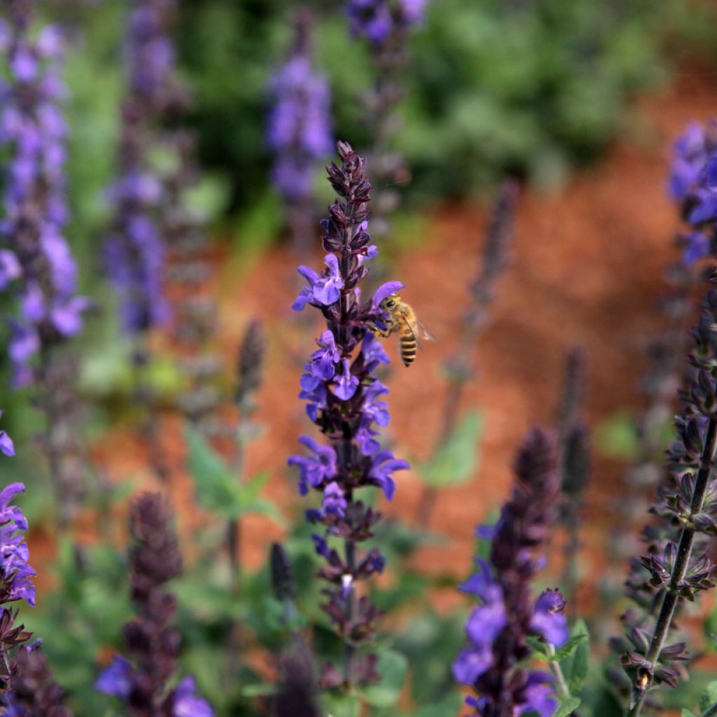 Graines de Sauge des bois Dwarf Blue Queen - Salvia nemorosa