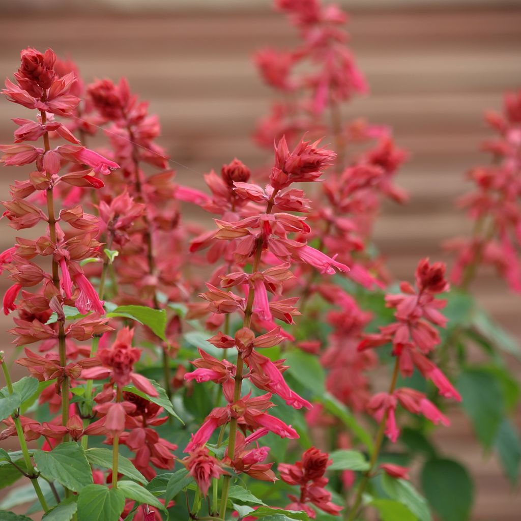 Graines de Sauge annuelle Estella Coral - Salvia splendens