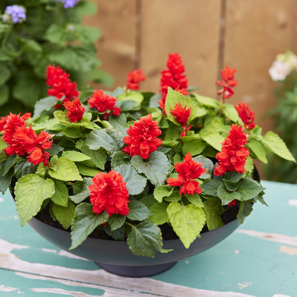 Graines de Sauge annuelle Reddy Lime-leaved Red - Salvia splendens