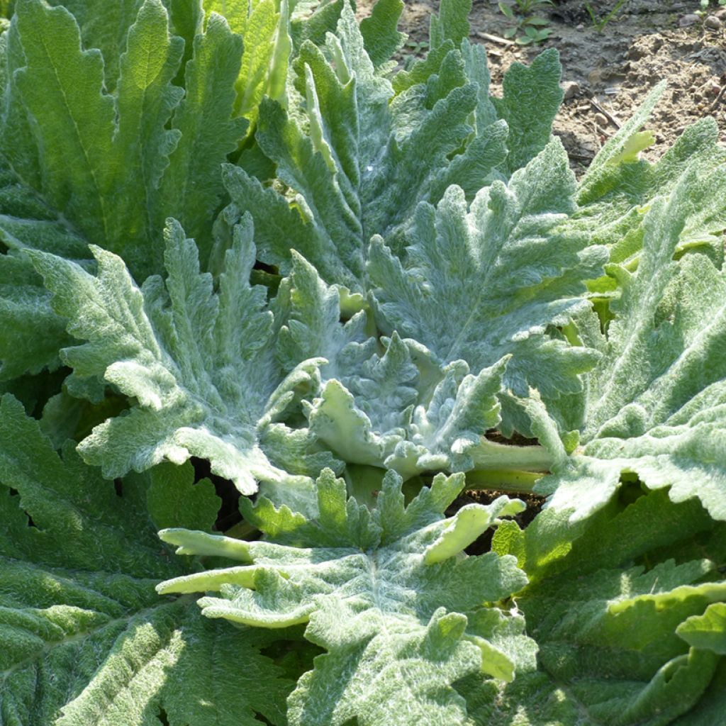 Graines de Sauge d'Ethiopie - Salvia aethiopis