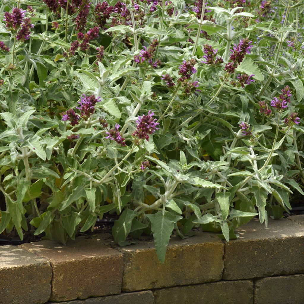 Graines de Sauge des Canaries Lancelot - Salvia canariensis