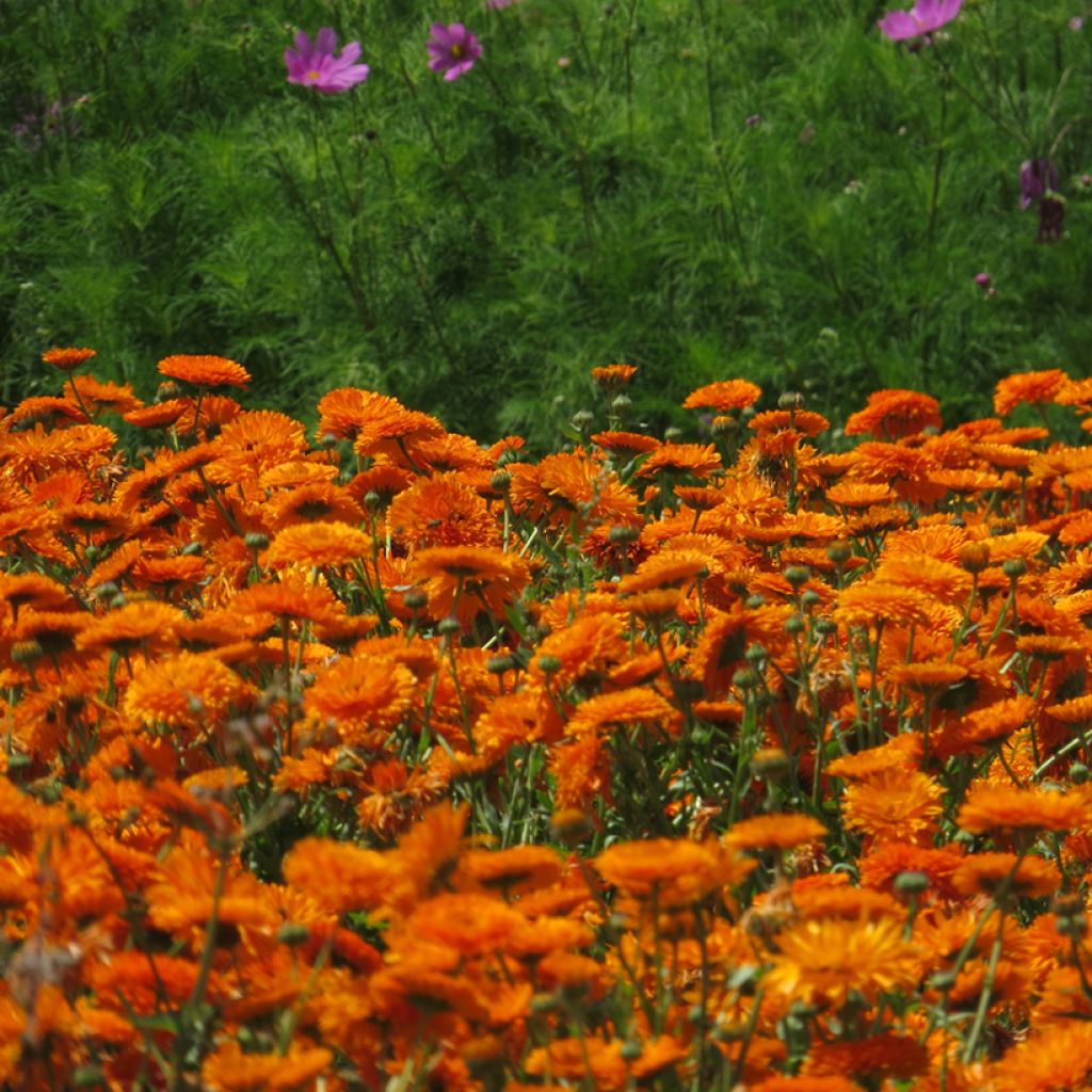 Graines de Souci Corniche d'Or BIO - Calendula officinalis