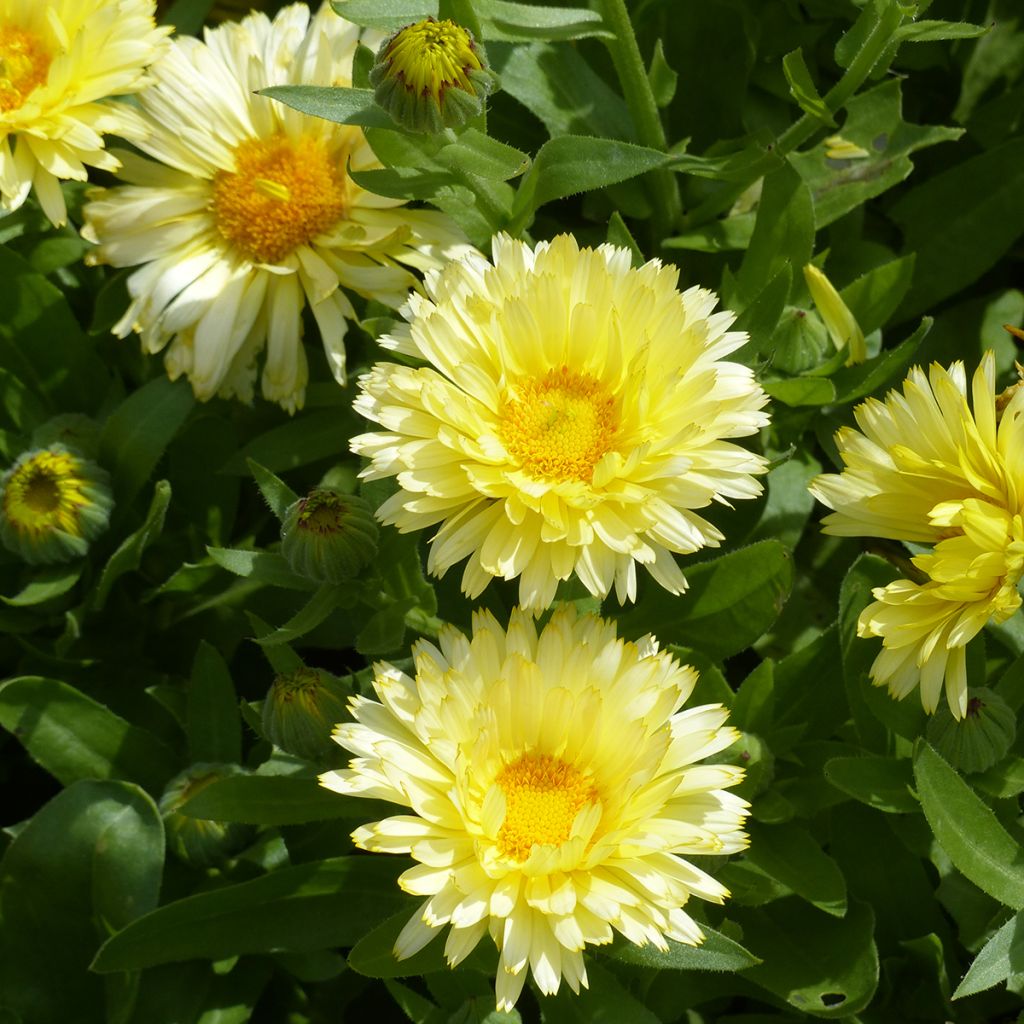 Graines de Souci Double Lemon - Calendula officinalis