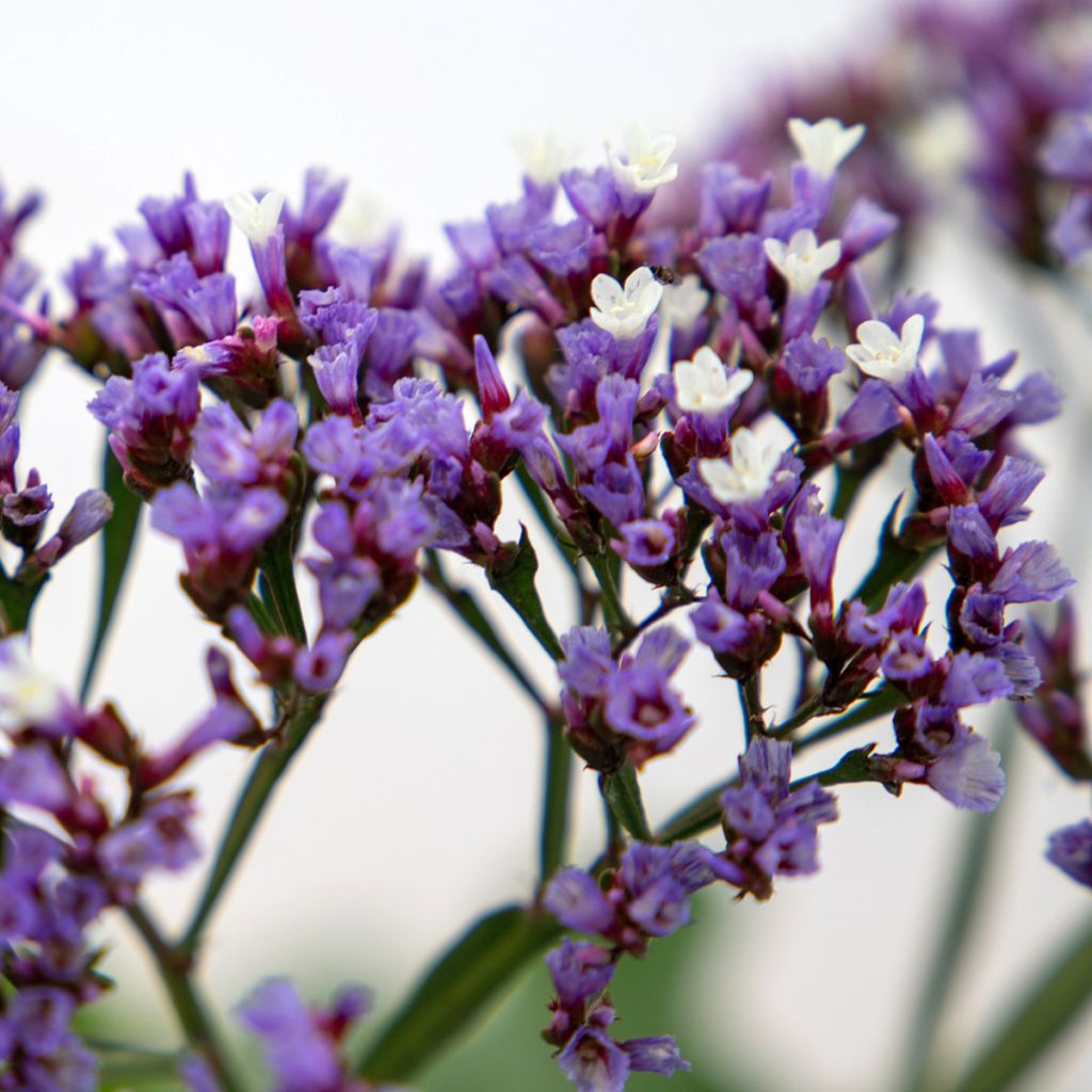 Graines de Statice Indie - Limonium perezii