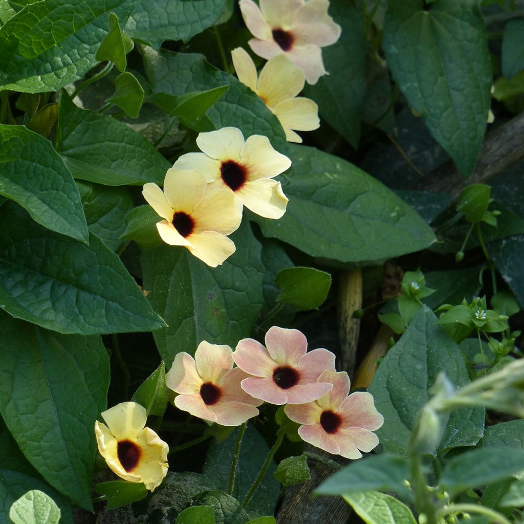 Graines de Suzanne aux yeux noirs Peach Eye - Thunbergia alata