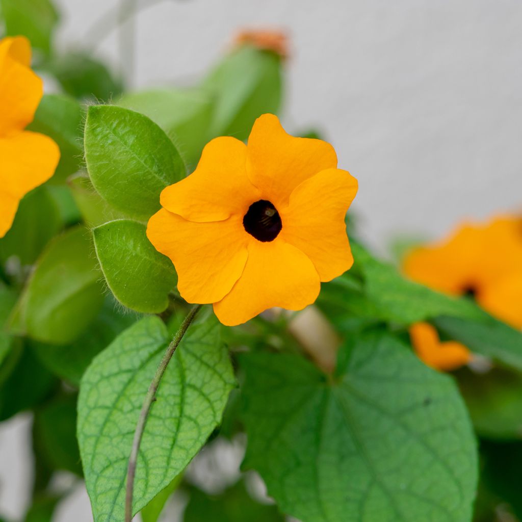 Graines de Suzanne aux yeux noirs en mélange - Thunbergia alata