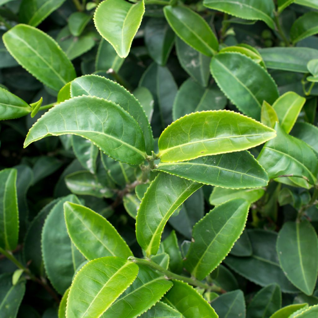Graines de Théier - Camellia sinensis
