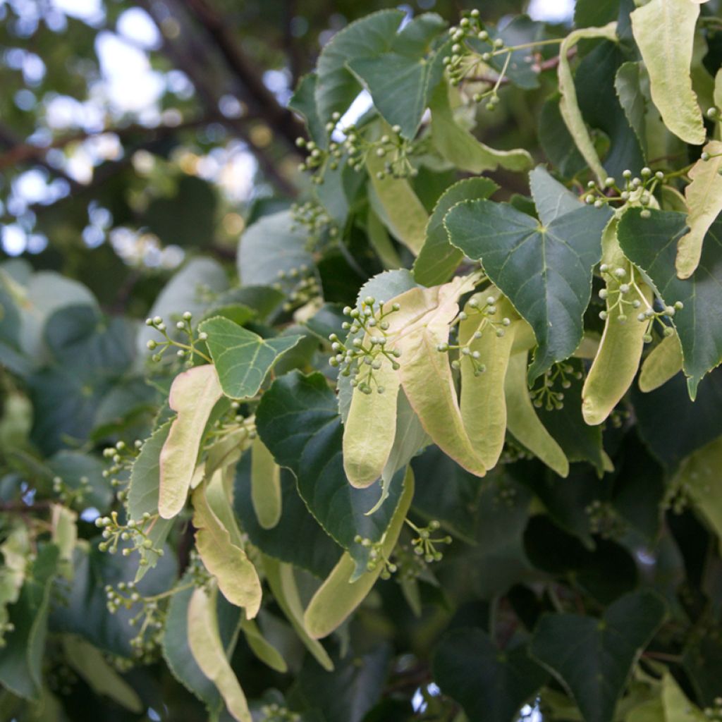 Graines de Tilleul à petites feuilles - Tilia cordata