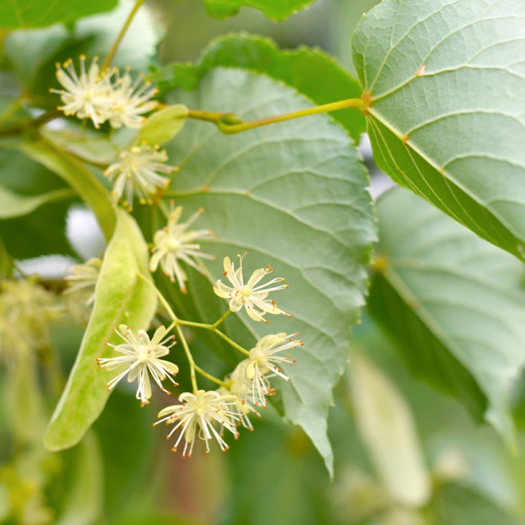 Graines de Tilleul à petites feuilles - Tilia cordata