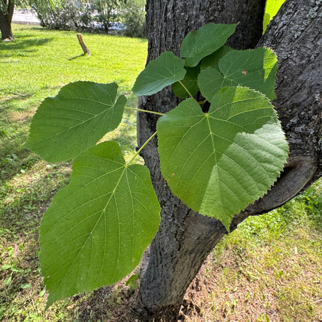 Graines de Tilleul à petites feuilles - Tilia cordata