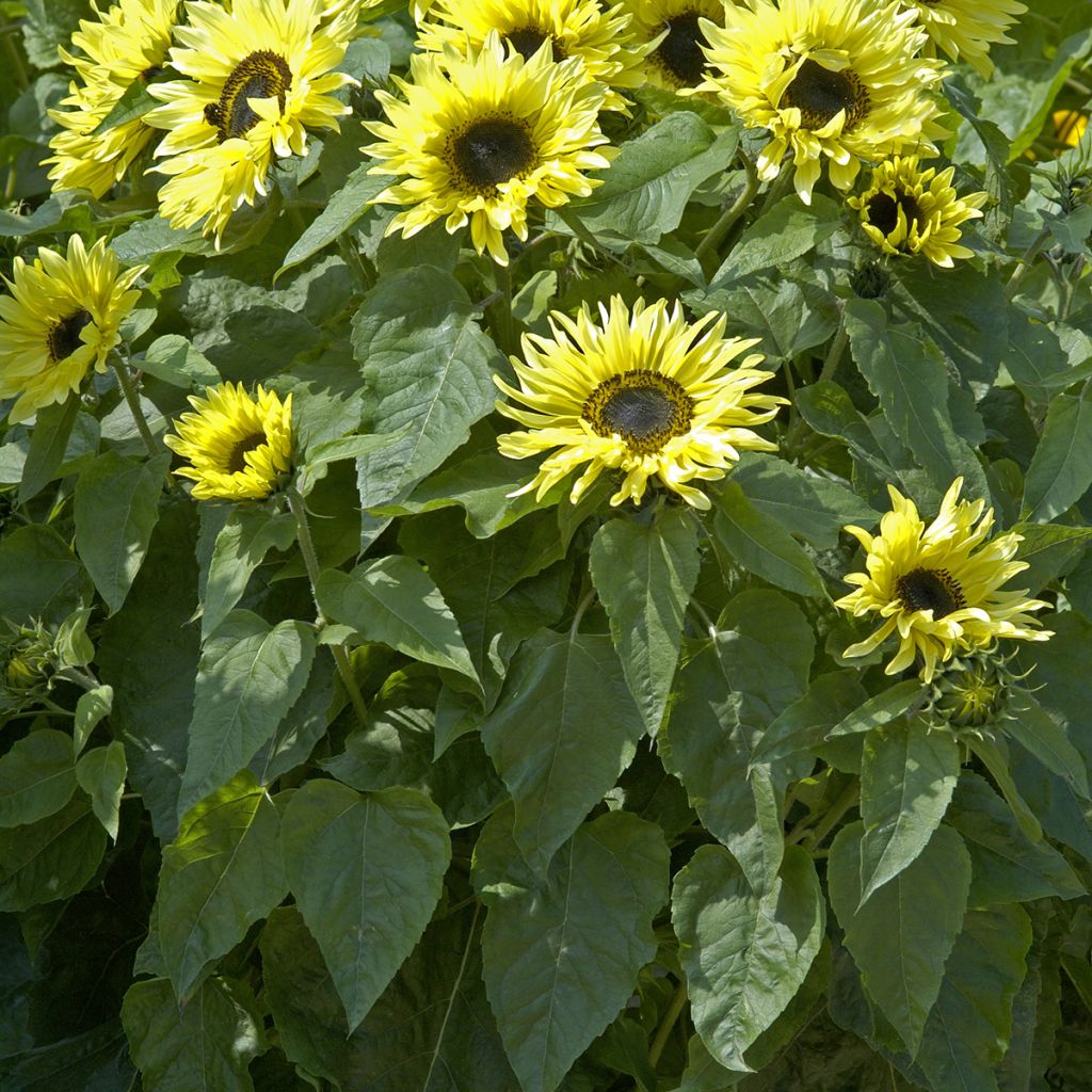 Graines de Tournesol Garden Statement - Helianthus annuus